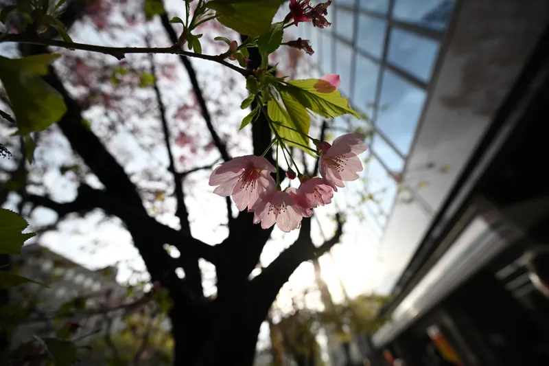 Cherry blossom