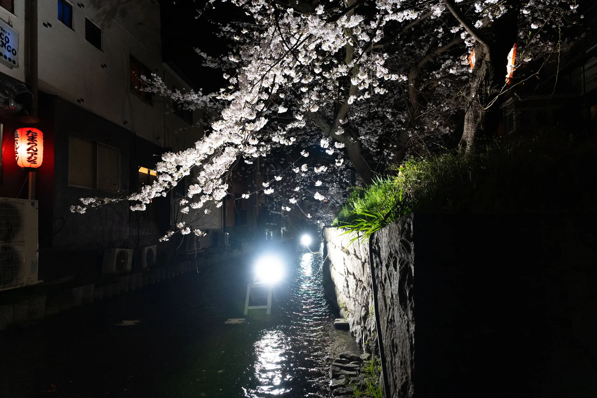 Cherry Blossom