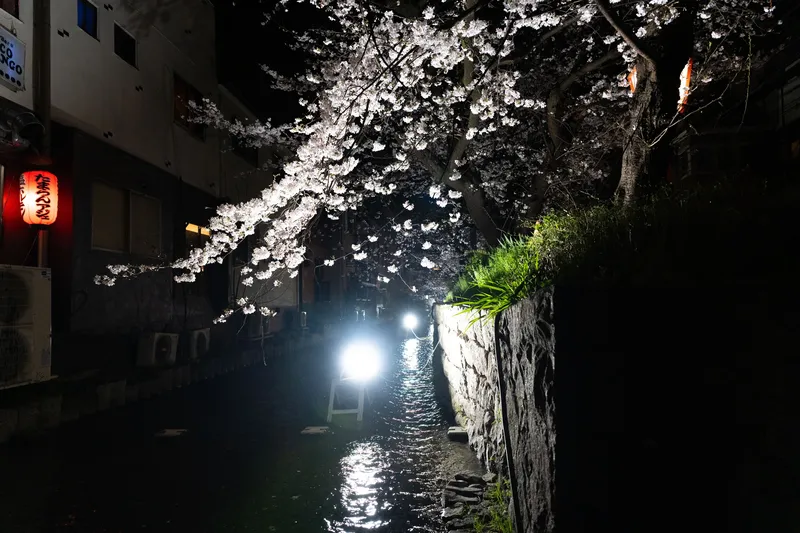 Cherry Blossom