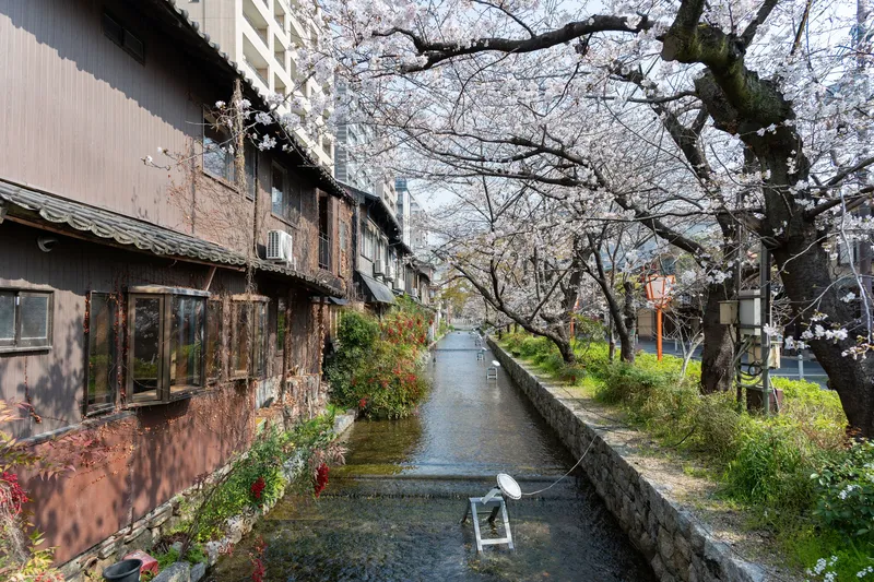 Cherry Blossom