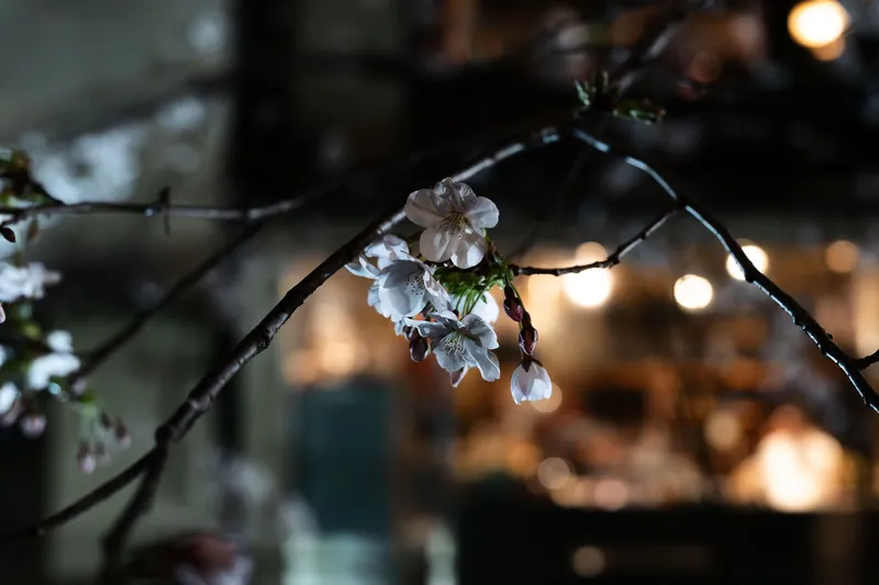 Cherry blossom