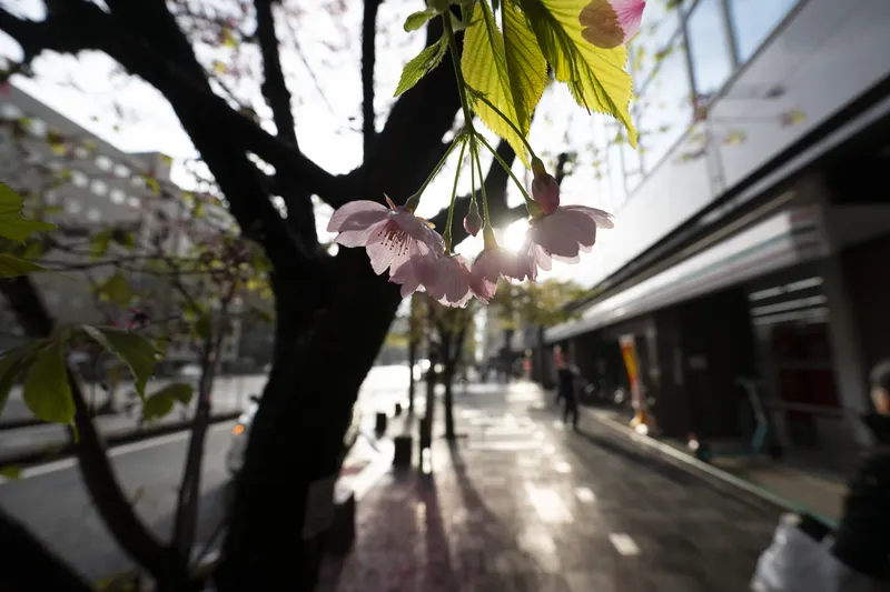 Cherry Blossom - Sunset