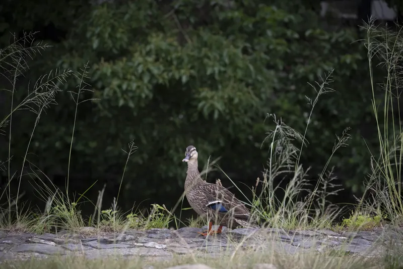 Kamo River - Eastern Spot-billed Duck