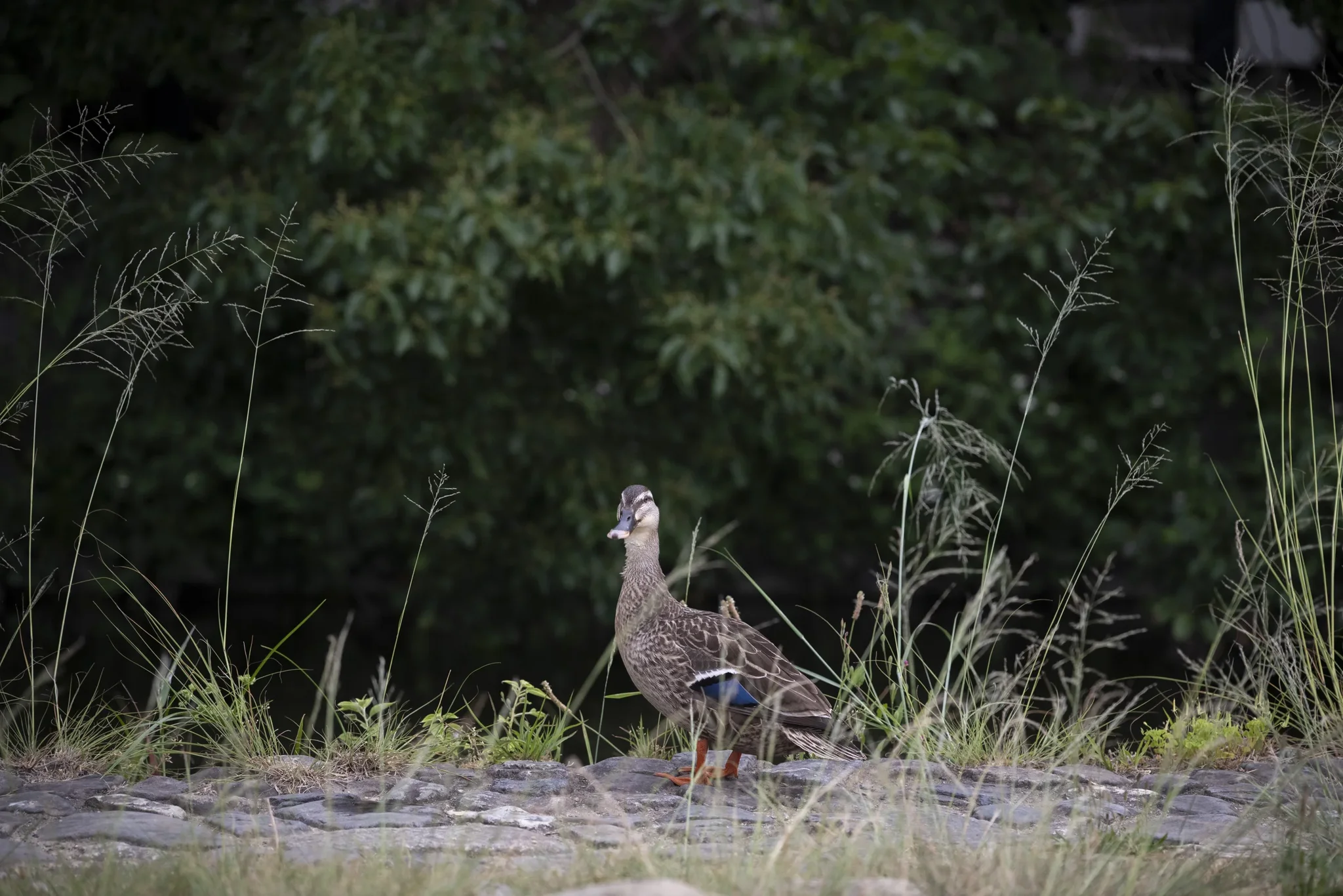 Kamo River - Eastern Spot-billed Duck