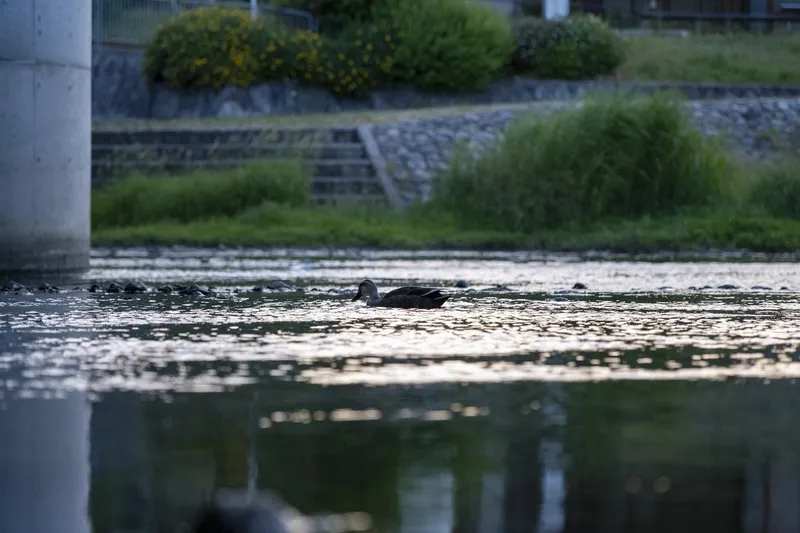 Kamo River - Eastern Spot-billed Duck