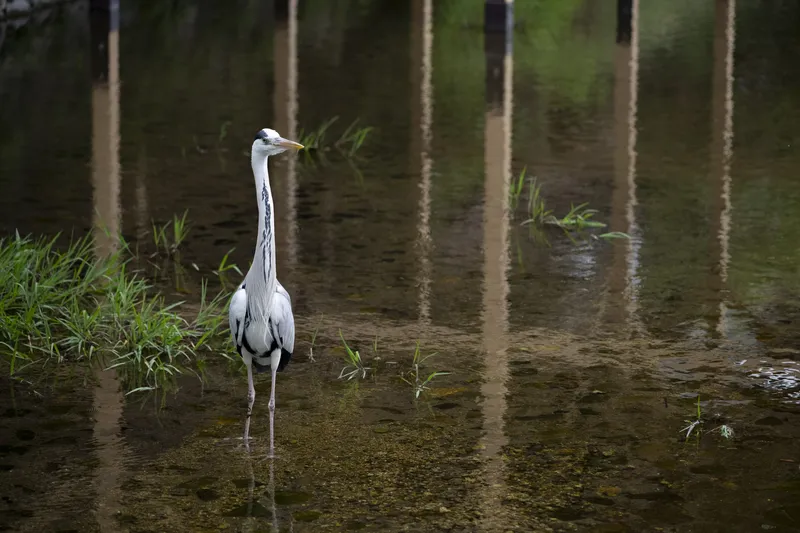 Kamo River - Grey Heron
