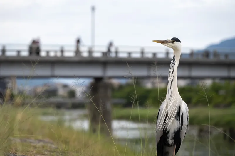Kamo River - Grey Heron