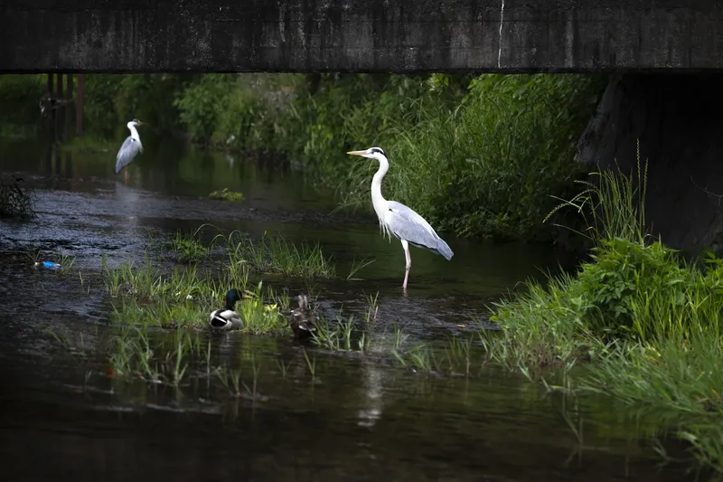 Kamo River - Grey Heron