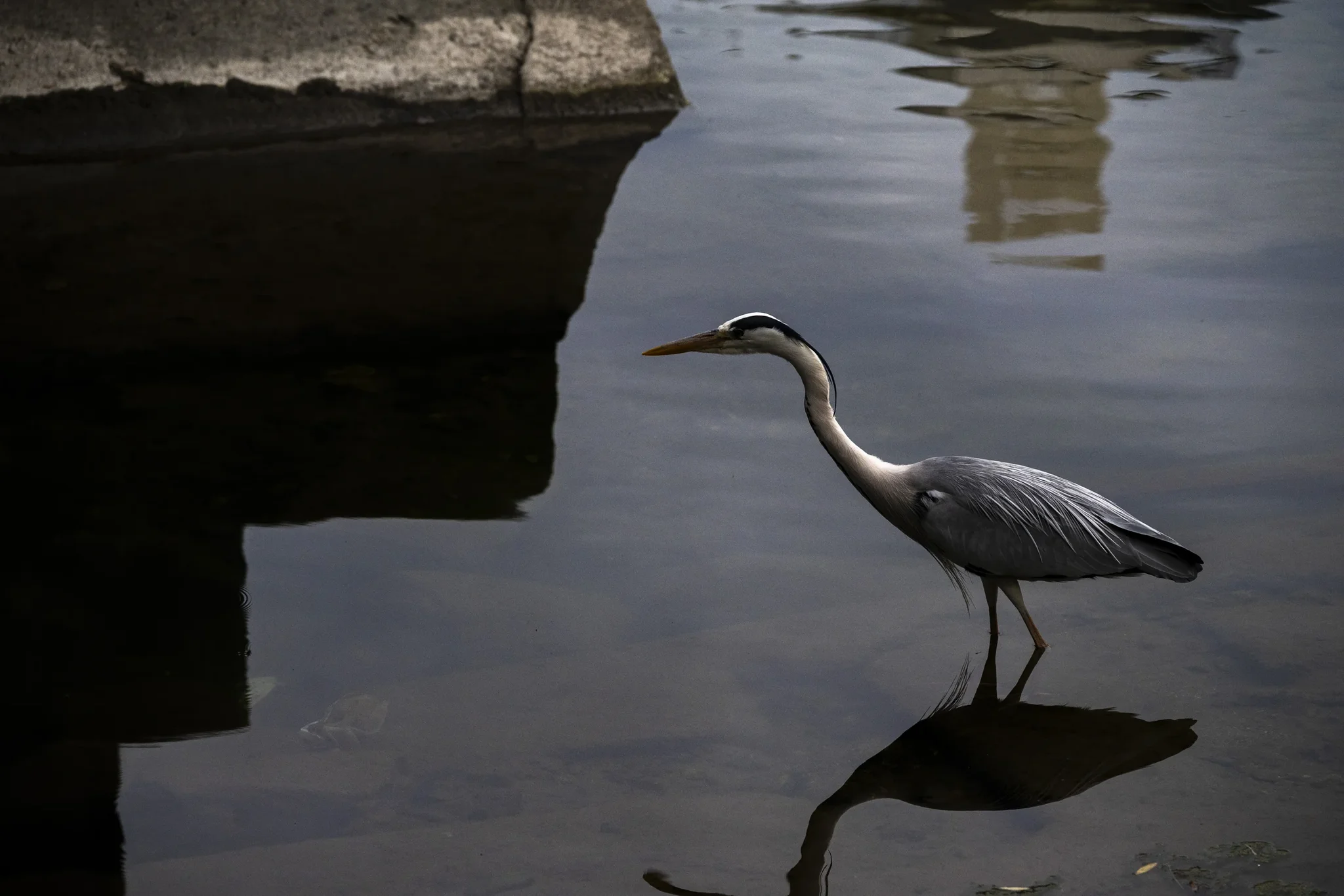 Kamo River - Grey Heron