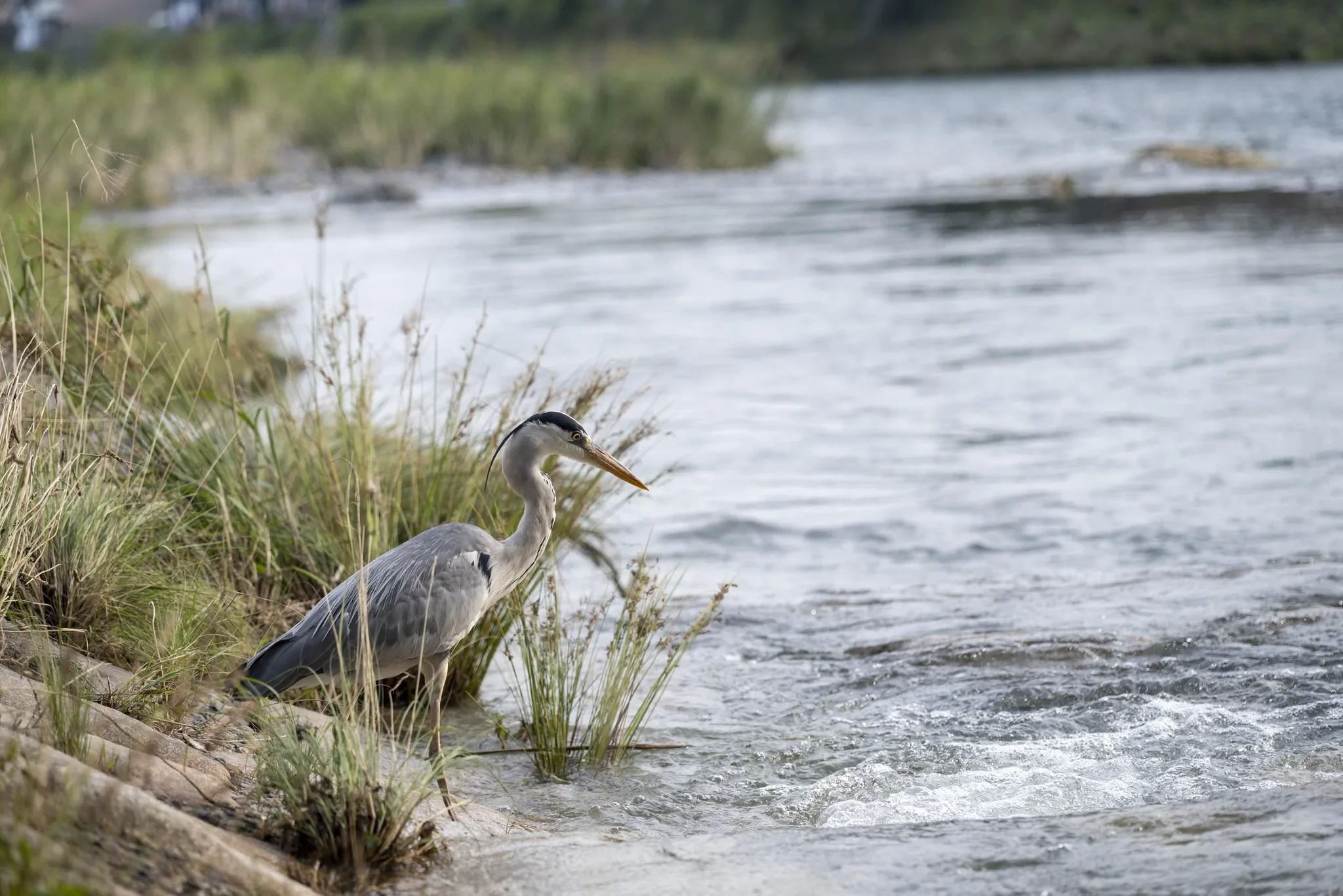 Kamo River - Grey Heron, Sunset