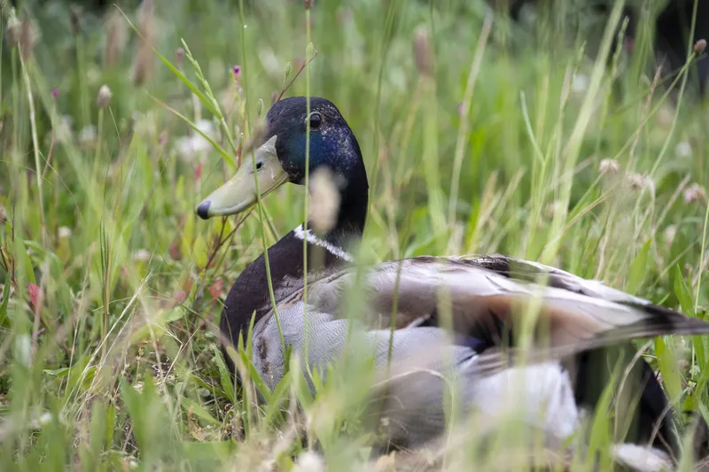 Kamo River - mallard duck