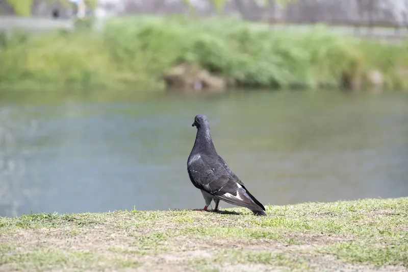 Kamo River - Pigeon