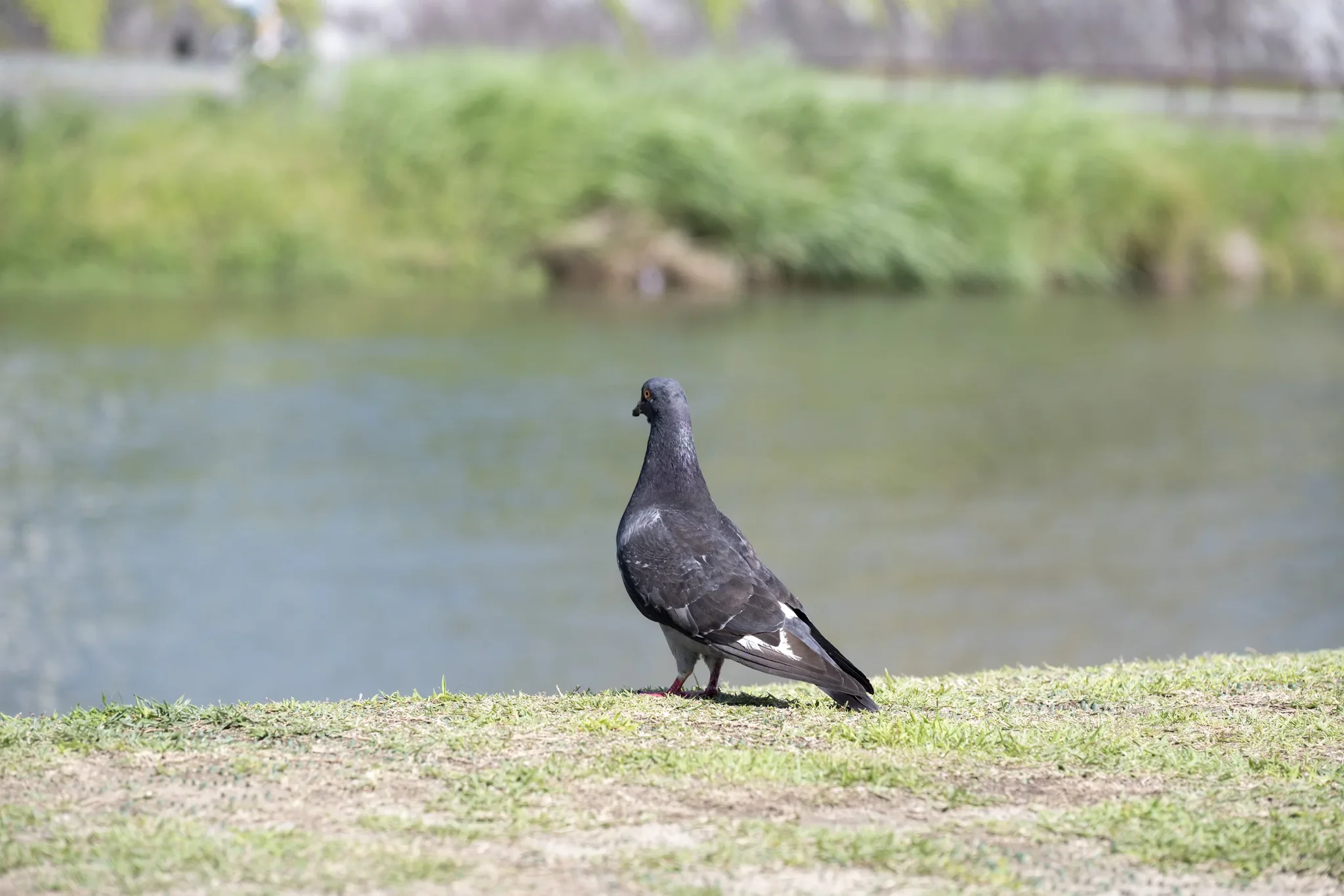 Kamo River - Pigeon