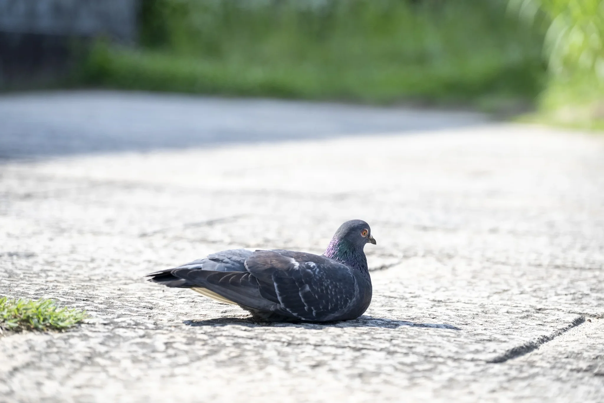 Kamo River - Pigeon