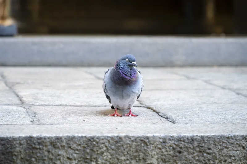 Rokkakudo Temple - Pigeon - Daytime