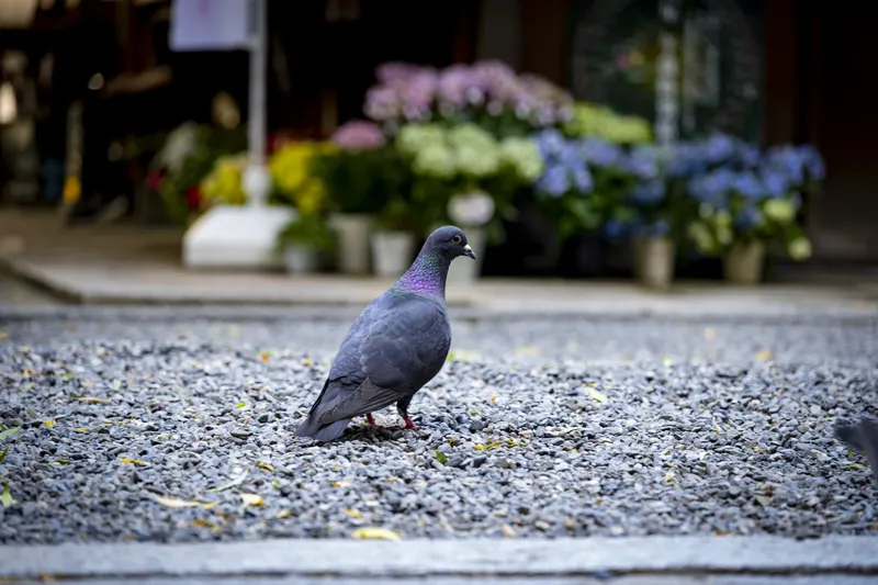 Rokkakudo Temple - Pigeon - Daytime