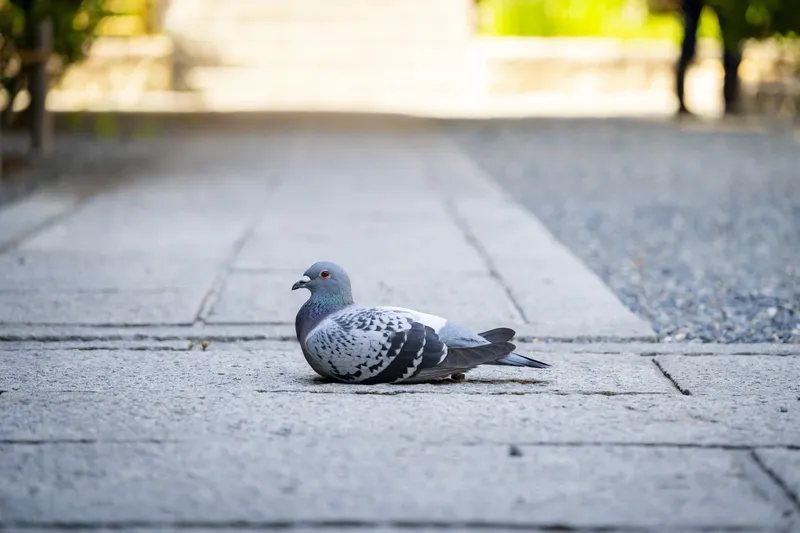Rokkakudo Temple - Pigeon