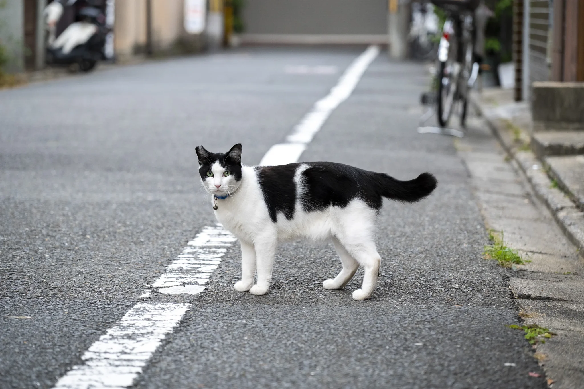Sanjo-kai Shopping Street - Cat