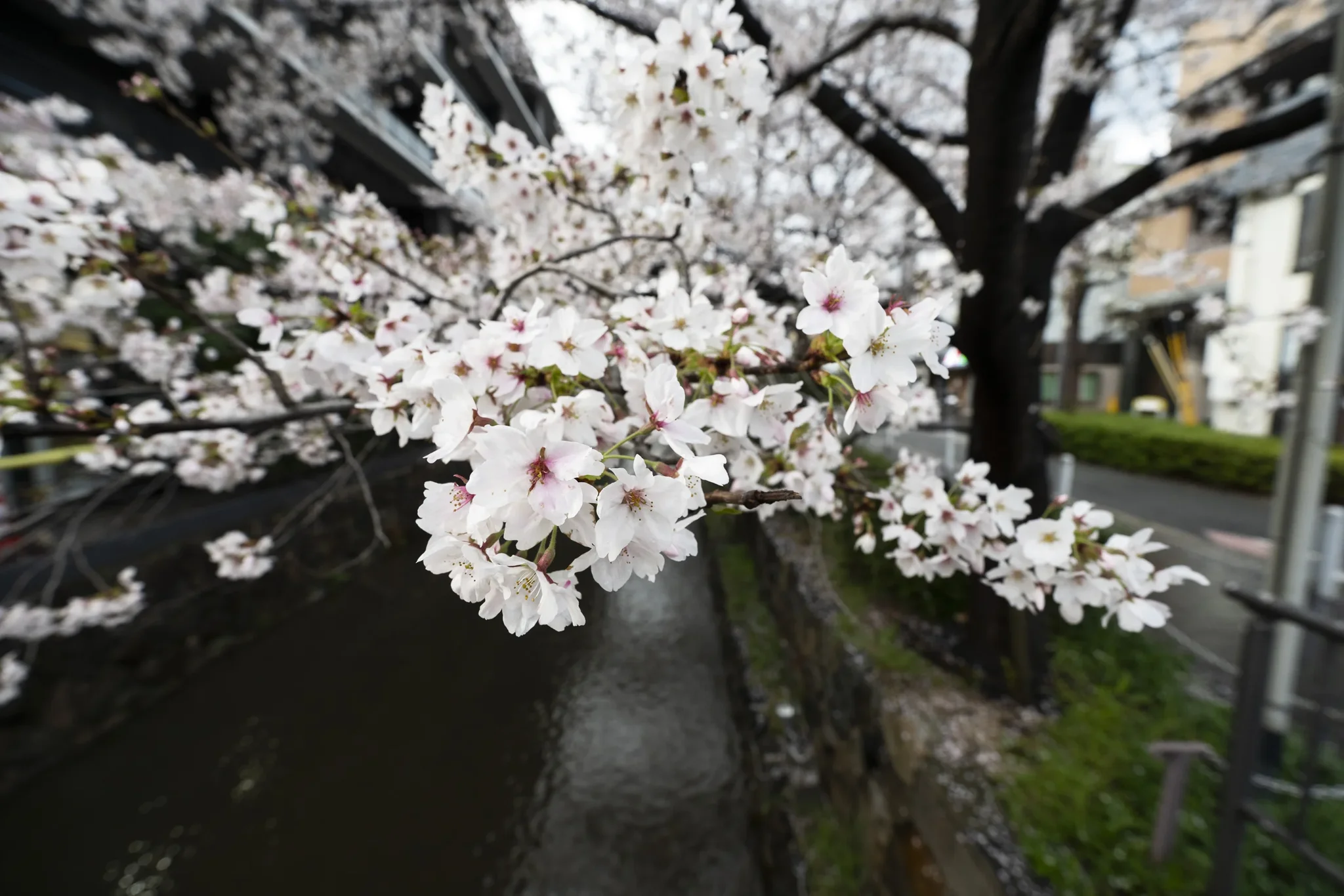Takasegawa - Cherry Blossom, Cloudy