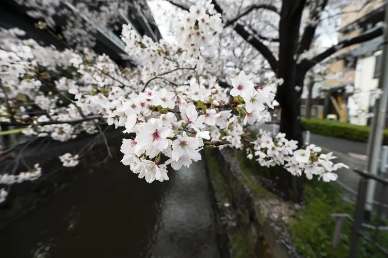 Takasegawa - Cherry Blossom, Cloudy