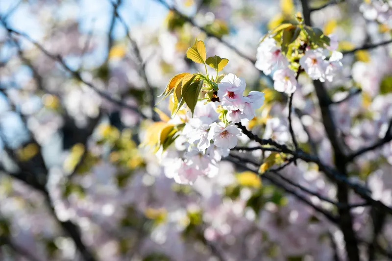 Umekoji Park - Cherry Blossom
