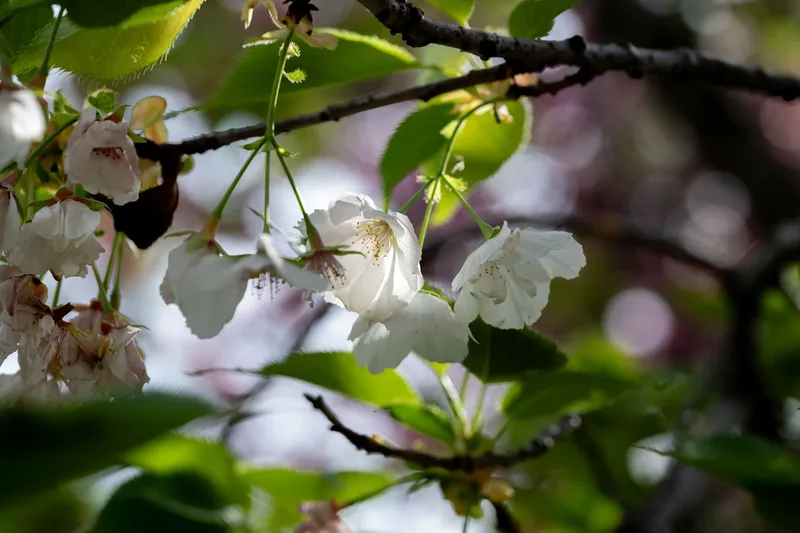 Tenjingawa River - Cherry Blossom