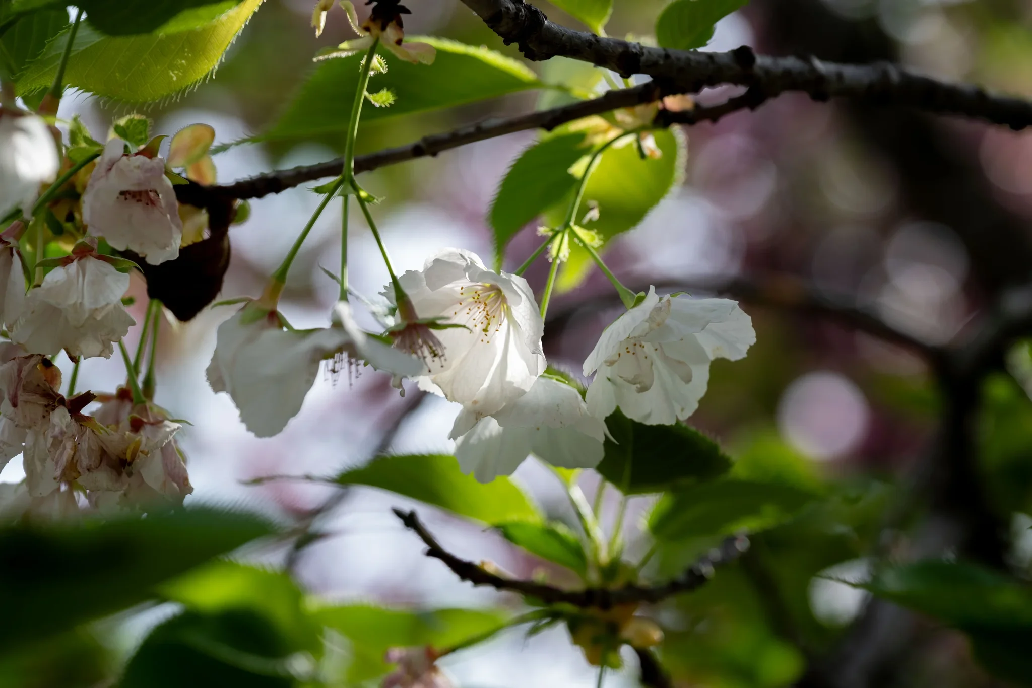 Tenjingawa River - Cherry Blossom
