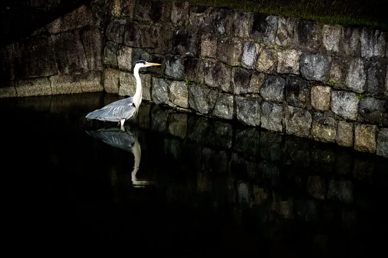 To-ji Temple - Grey Heron - Night