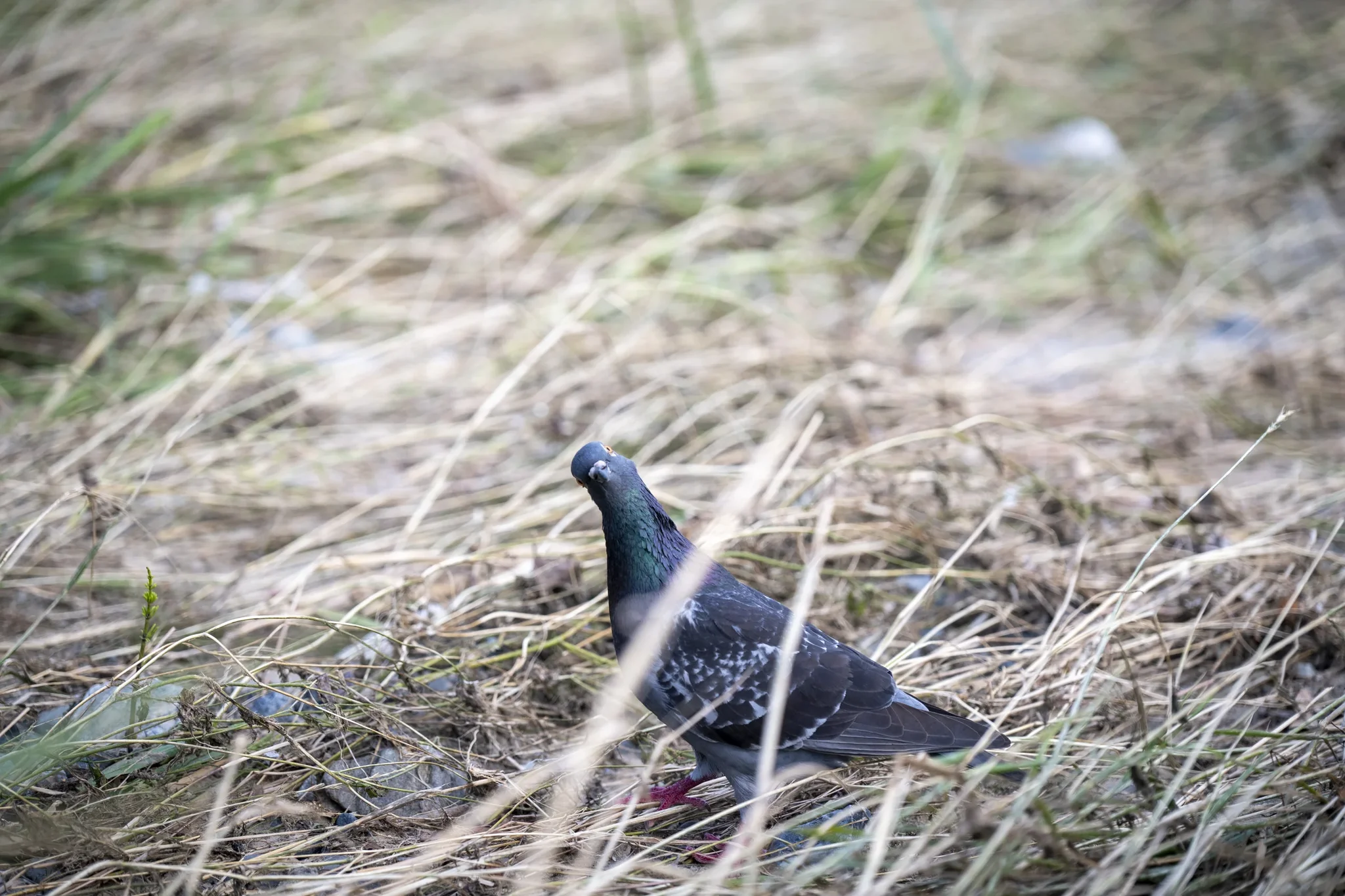 Kamo River - Pigeon