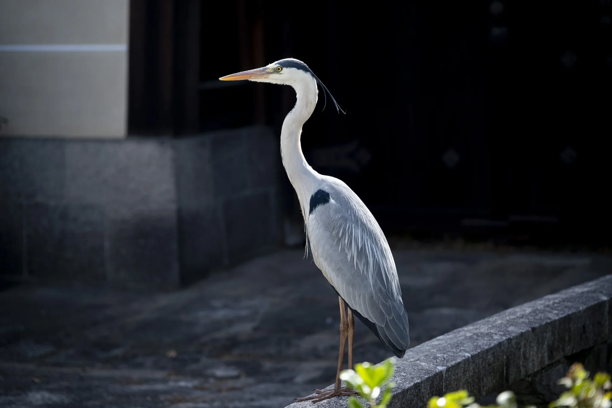 Higashi Hongan-ji Temple - Grey Heron - Daytime