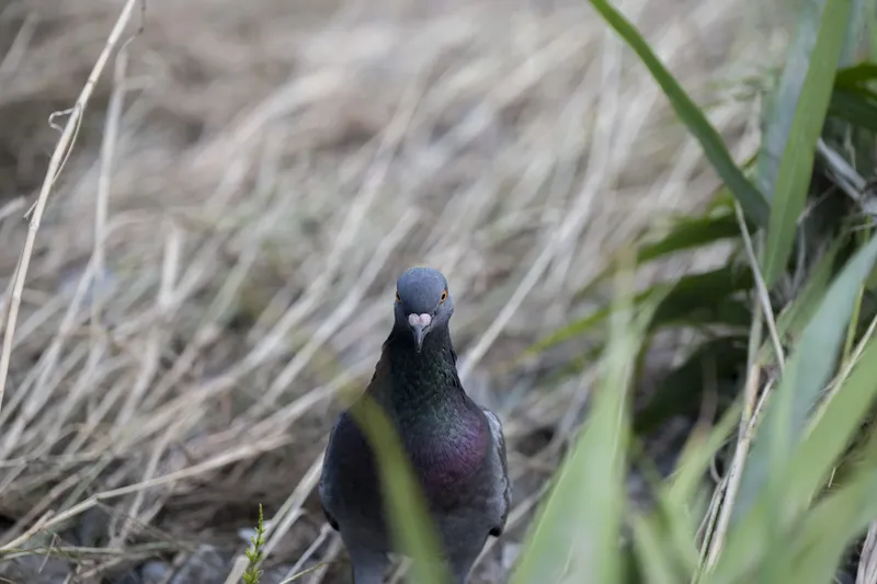 Kamo River - Pigeon