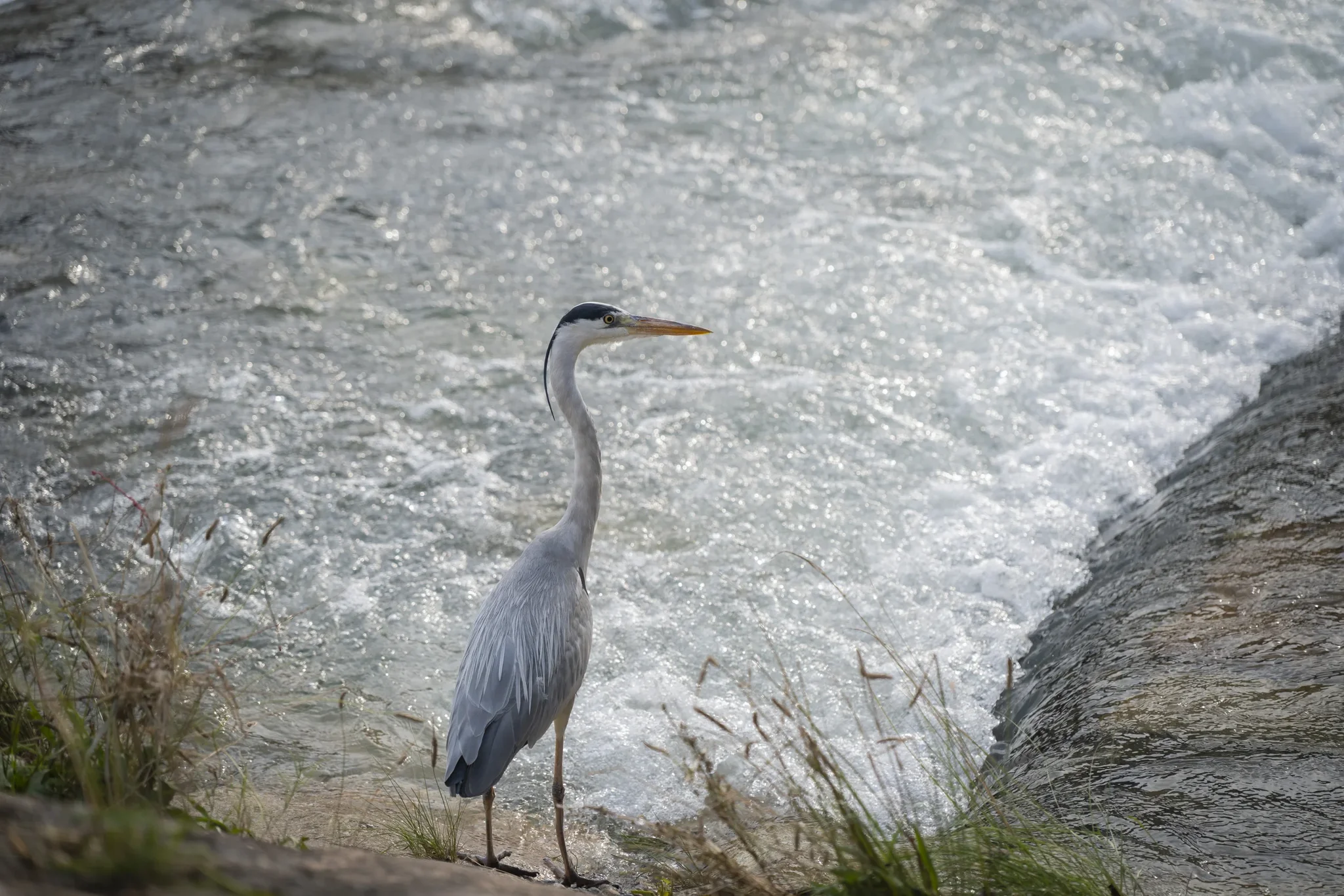 Kamo River - Grey Heron