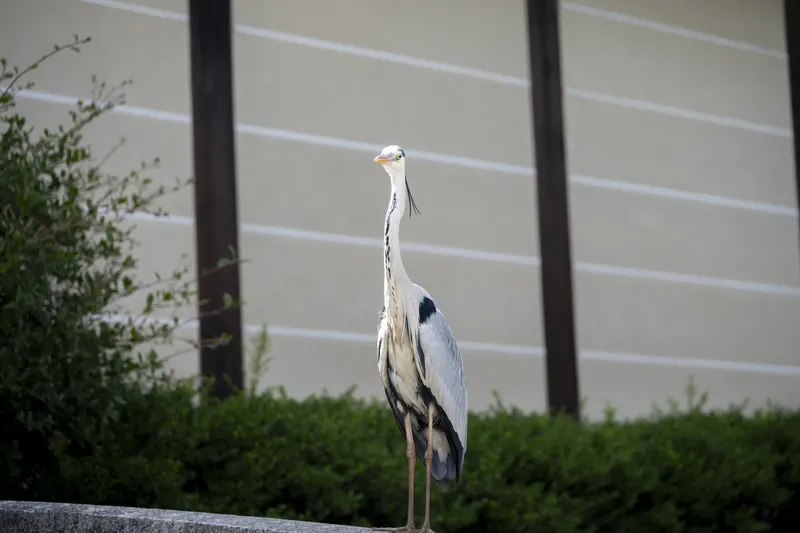Higashi Hongan-ji Temple - Grey Heron - Daytime