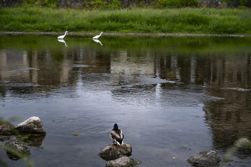 Kamo River - mallard duck