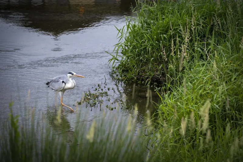 Kamo River - Grey Heron