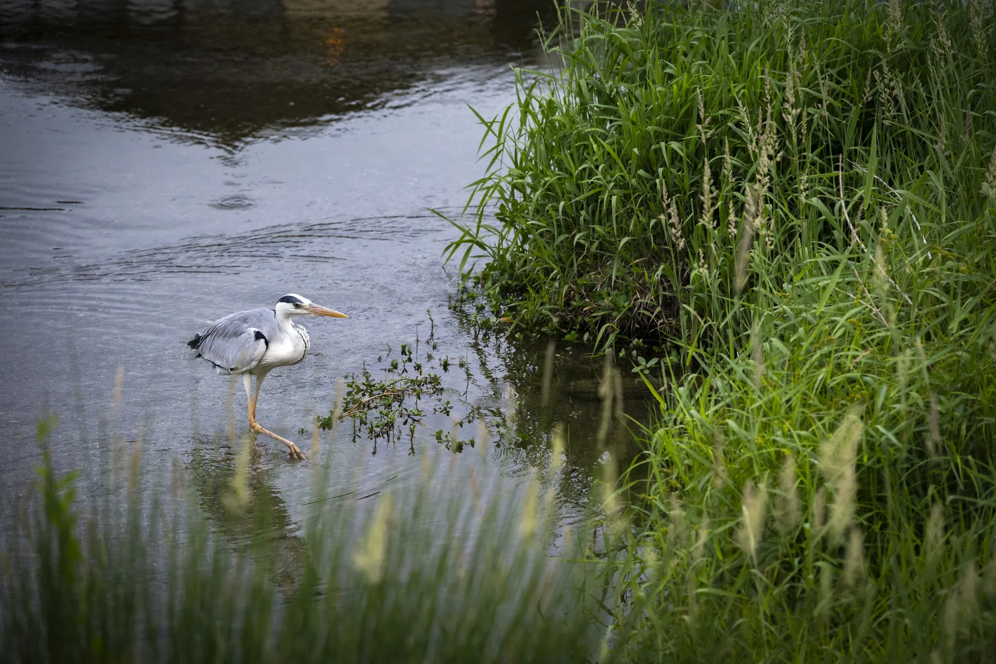 Kamo River - Grey Heron